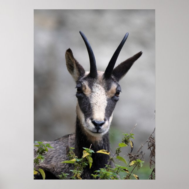 Rupicapra rupicapra poster (Front)