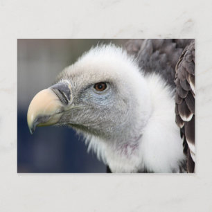 Rüppell's Vulture Postcard