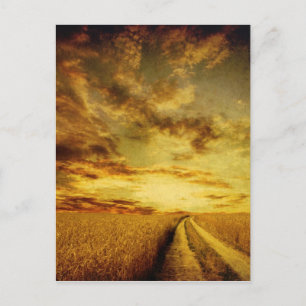 Rural dirt road through the field postcard
