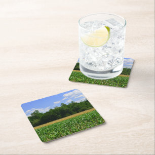 Rural landscape of a corn & wheat field & blue sky square paper coaster