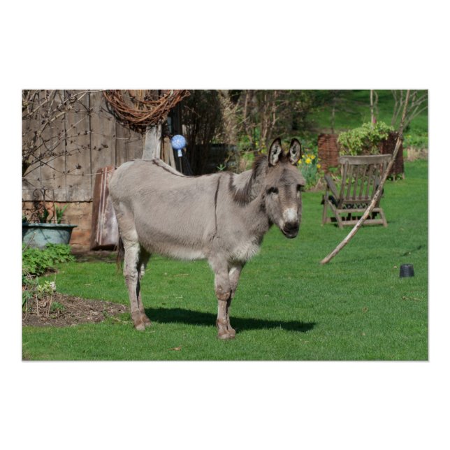Rural Still Life With Donkey Poster (Front)