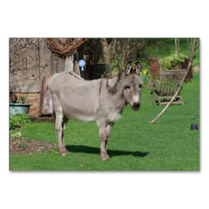 Rural Still Life With Donkey Table Number