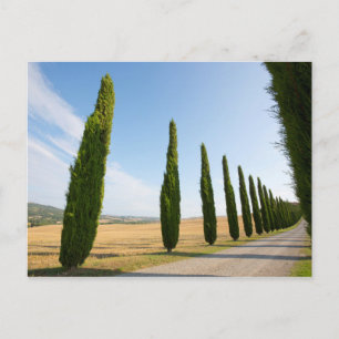 Rural Tree Lined Road, Tuscany Postcard