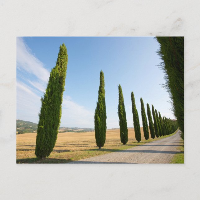 Rural Tree Lined Road, Tuscany Postcard (Front)