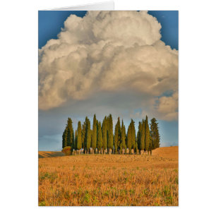 Rural Tuscany Cypress Trees