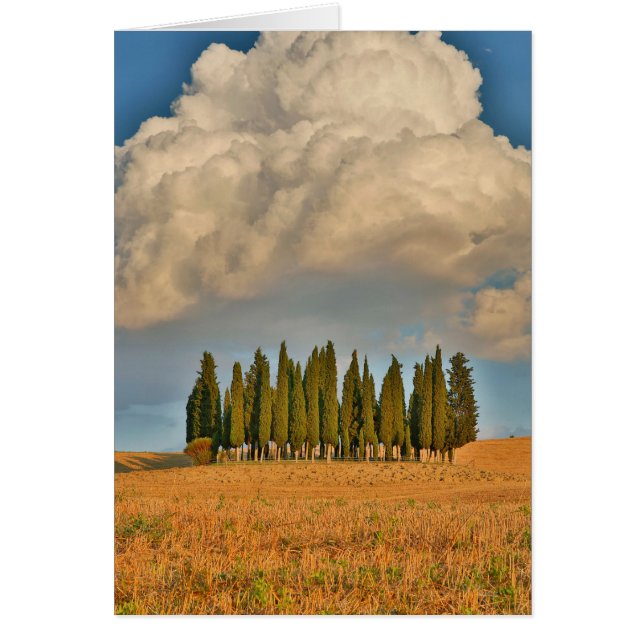 Rural Tuscany Cypress Trees (Front)