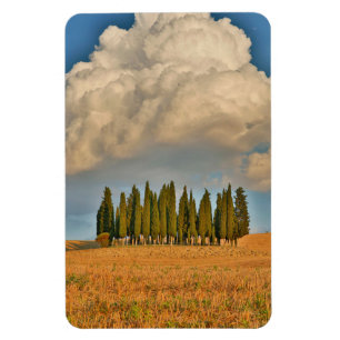 Rural Tuscany Cypress Trees Magnet