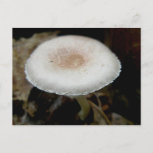 Russet & Cream Mushroom Postcard