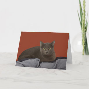 Russian Blue Birthday Card by Focus for a Cause