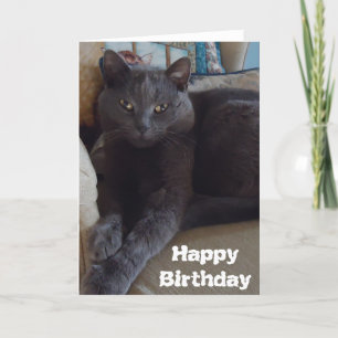 Russian Blue Card