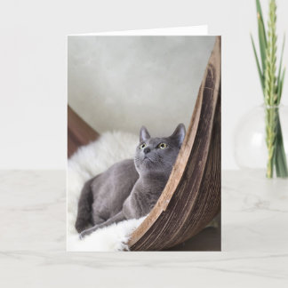 Russian Blue Card