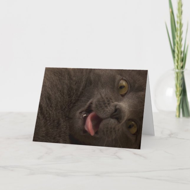 Russian Blue Cat Birthday Card Focus for a Cause (Front)