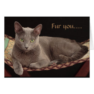 Russian Blue, Cat Card.