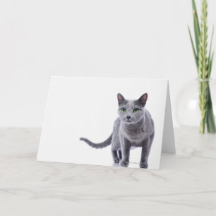 Russian Blue Cat Card