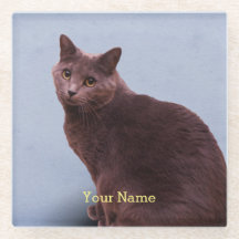Russian Blue Cat Looking
