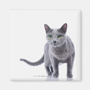 Russian Blue Cat Magnet