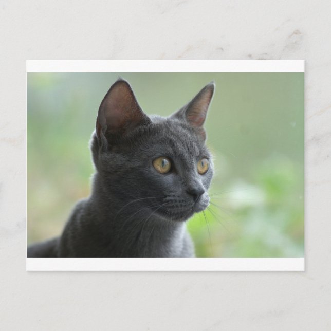 Russian Blue Cat Postcard (Front)