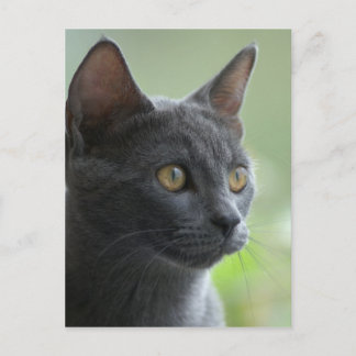 Russian Blue Cat Postcard