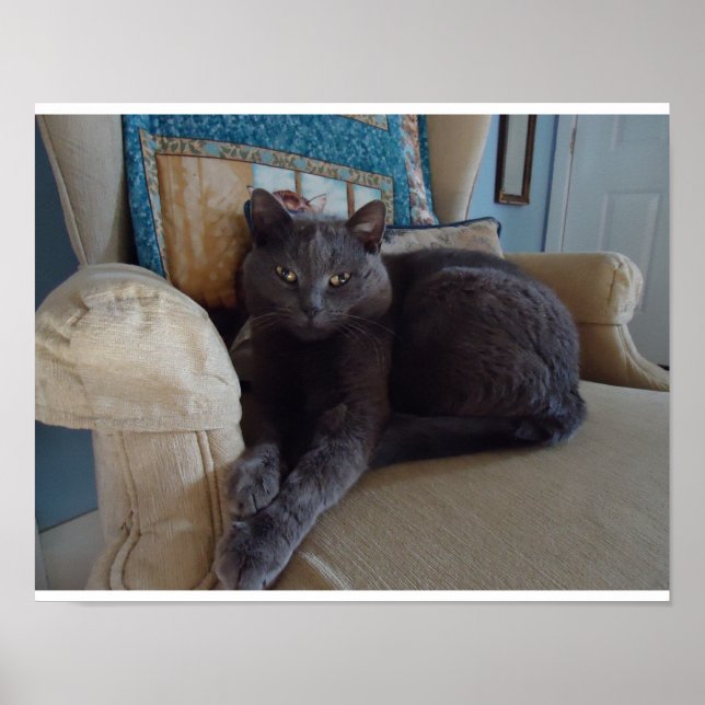 Russian Blue Cat Poster (Front)