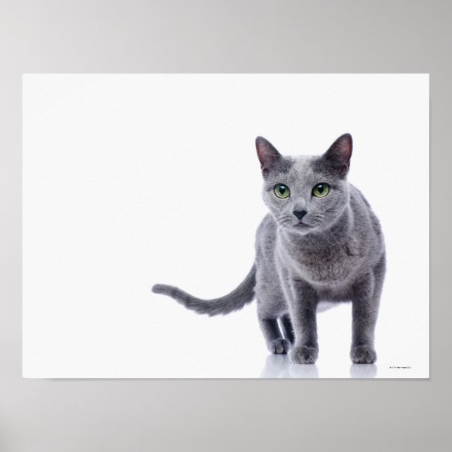 Russian Blue Cat Poster (Front)