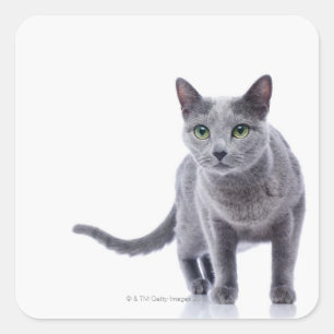 Russian Blue Cat Square Sticker