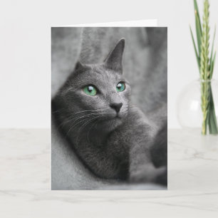 Russian-blue-cat-with green eyes card