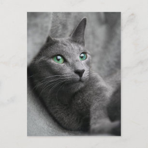 Russian-blue-cat-with green eyes postcard