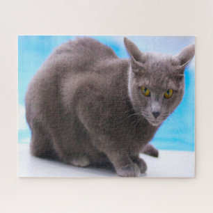 Russian Blue Cats. Jigsaw Puzzle