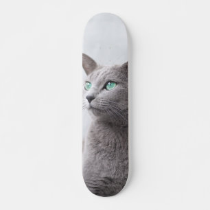 Russian Blue-Eyed Skateboard Cat
