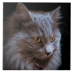 Russian Blue Gray Nebelung Cat Wall Art  Tile