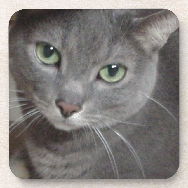 Russian Blue Grey Cat Coaster (Front)