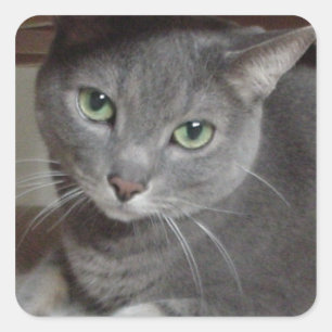 Russian Blue Grey Cat Love Square Sticker