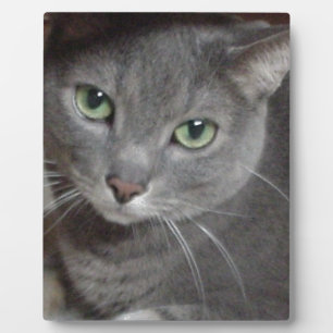 Russian Blue Grey Cat Plaque
