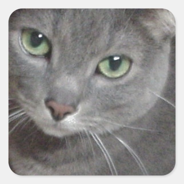 Russian Blue Grey Cat Square Sticker (Front)