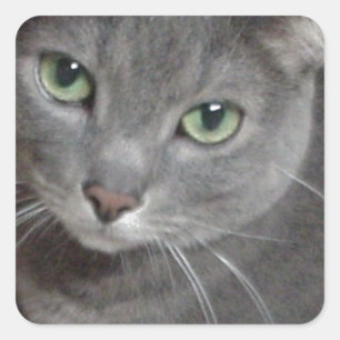 Russian Blue Grey Cat Square Sticker