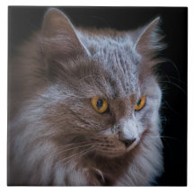 Russian Blue Grey Nebelung Cat Wall Art