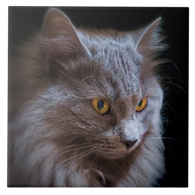 Russian Blue Grey Nebelung Cat Wall Art  Tile (Front)