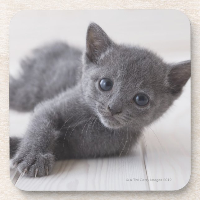 Russian Blue Kitten Coaster (Front)
