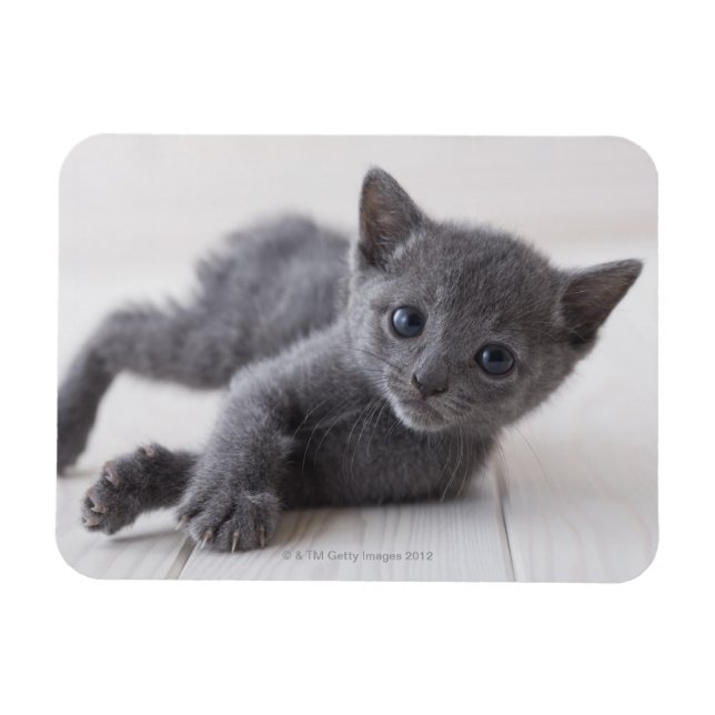Russian Blue Kitten Magnet (Horizontal)
