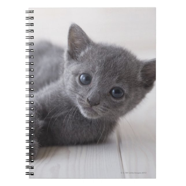 Russian Blue Kitten Notebook (Front)