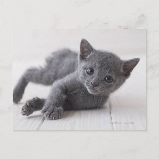 Russian Blue Kitten Postcard (Front)