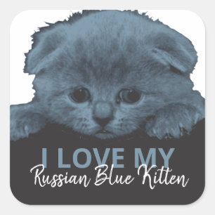 Russian Blue Kitten Square Sticker