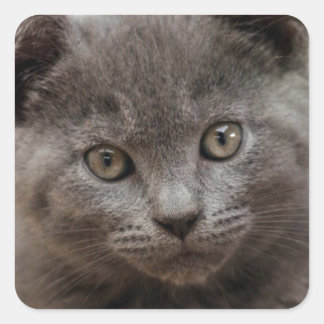 Russian Blue Kitten Square Sticker