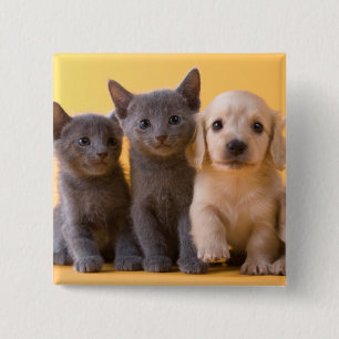Russian Blue Kittens And Dachshund Puppies 15 Cm Square Badge