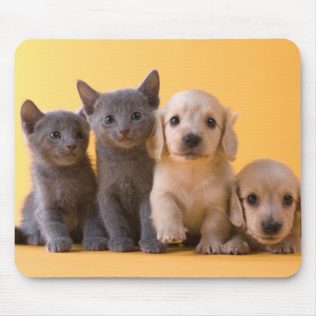 Russian Blue Kittens And Dachshund Puppies Mouse Mat (Front)