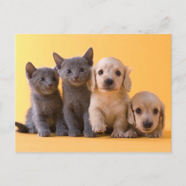 Russian Blue Kittens And Dachshund Puppies Postcard (Front)
