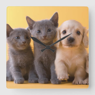 Russian Blue Kittens And Dachshund Puppies Square Wall Clock