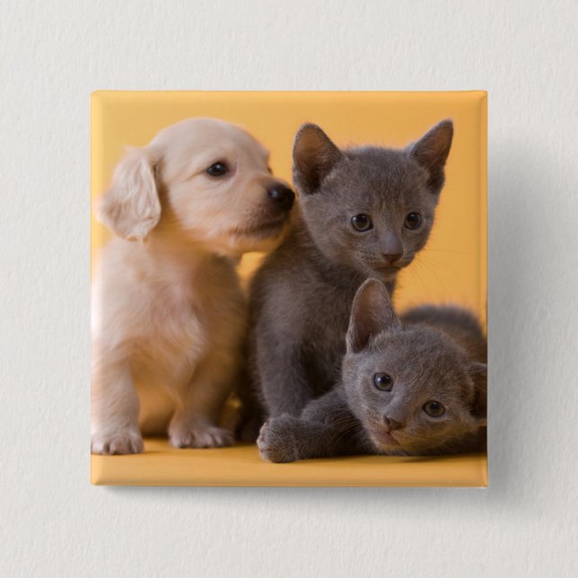 Russian Blue Kittens & Dachshund Puppies 15 Cm Square Badge (Front)