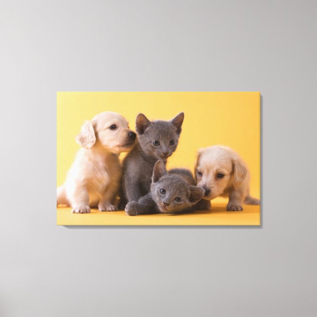 Russian Blue Kittens & Dachshund Puppies Canvas Print (Front)