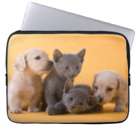Russian Blue Kittens & Dachshund Puppies